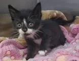 A baby small-sized female Black & White / Tuxedo Domestic Short Hair cat named Lilly for adoption in Salem, NH