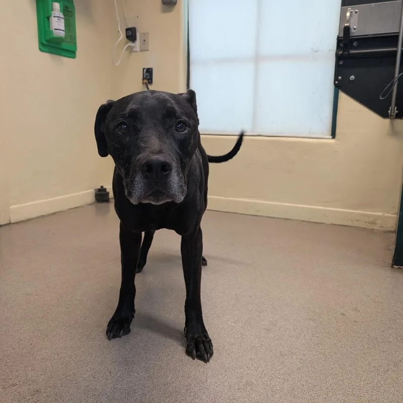 A senior medium-sized male Black Great Dane dog named Remington for adoption in Pasadena, CA