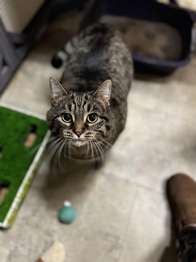 An adult large-sized female Tabby (Brown / Chocolate) Domestic Short Hair cat named Katie for adoption in Dodgeville, WI