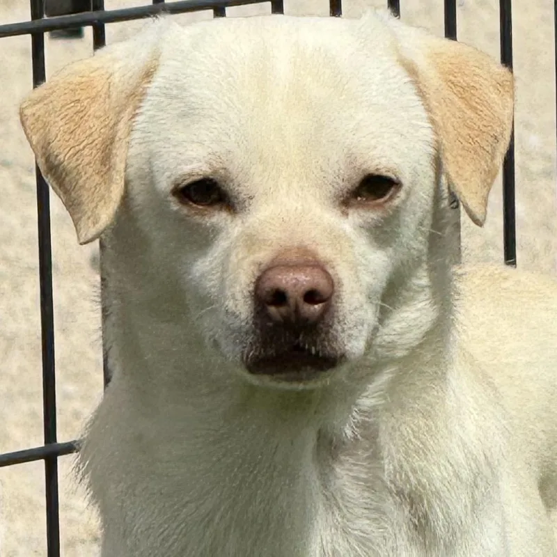 An adult small-sized male Chug dog named Fennec for adoption in Auburn, NE