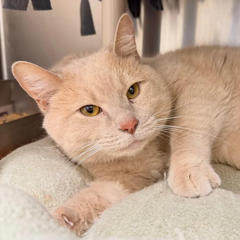 An adult extra large-sized male Buff / Tan / Fawn Domestic Medium Hair cat named Honey for adoption in Harrisonburg, VA