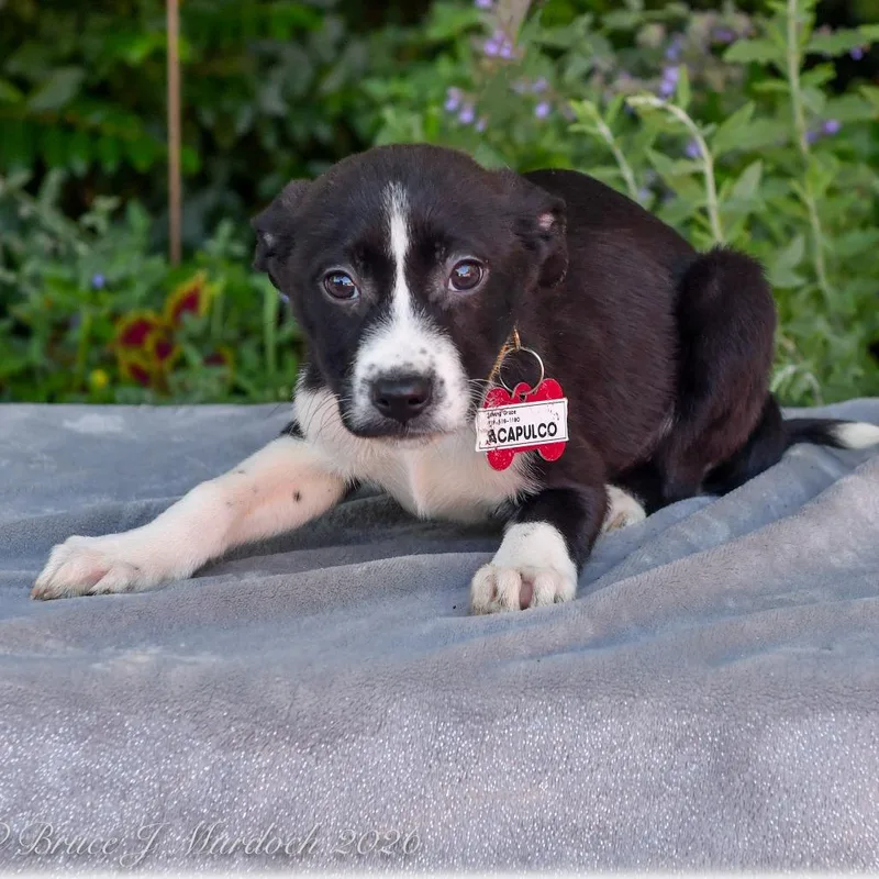 A baby small-sized female Black Labrador Retriever dog named Acapulco for adoption in Wake Forest, NC