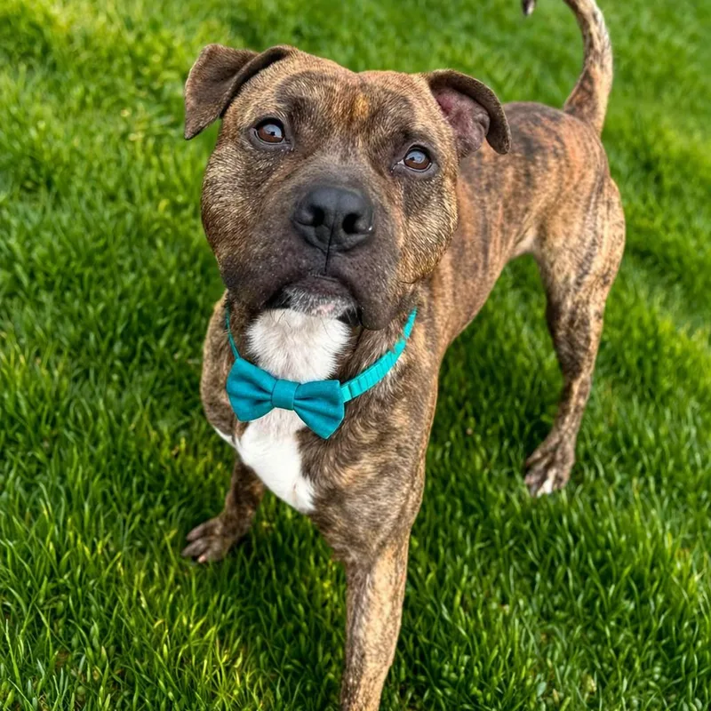An adult large-sized male Brindle Mixed Breed dog named Benji Boi for adoption in Binghamton, NY