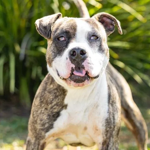 An adult medium-sized male American Bulldog dog named Cosmic for adoption in Camarillo, CA