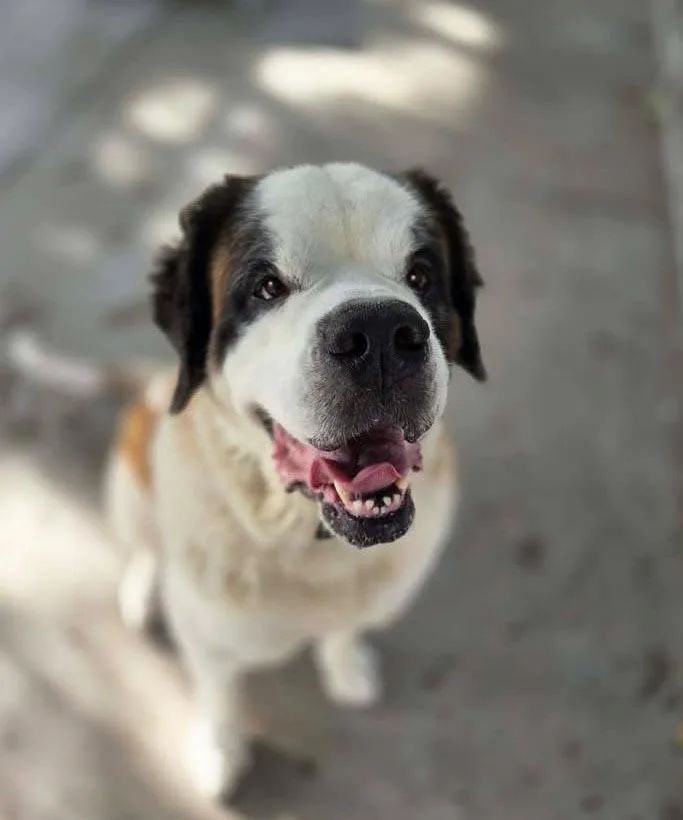 An adult extra large-sized female Saint Bernard dog named Zoey for adoption in Plover, WI