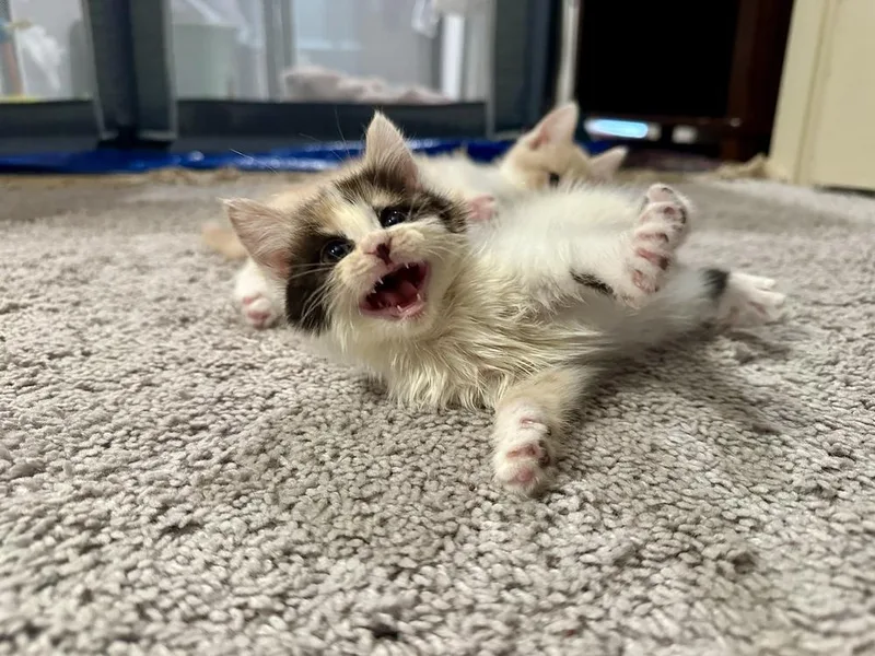 A baby small-sized female Black & White / Tuxedo Domestic Short Hair cat named Tumblelina for adoption in Greensboro, NC