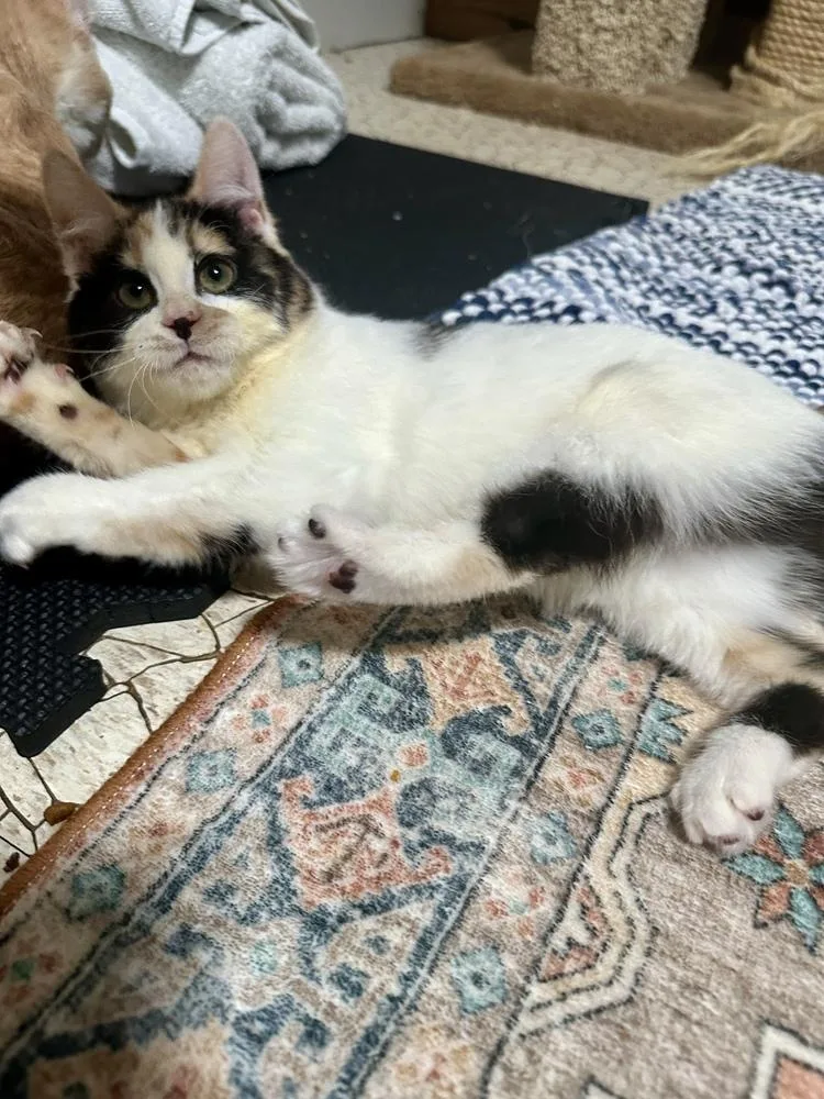 Tumblelina thumbnail 3