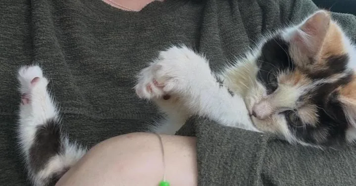 Tumblelina thumbnail 4