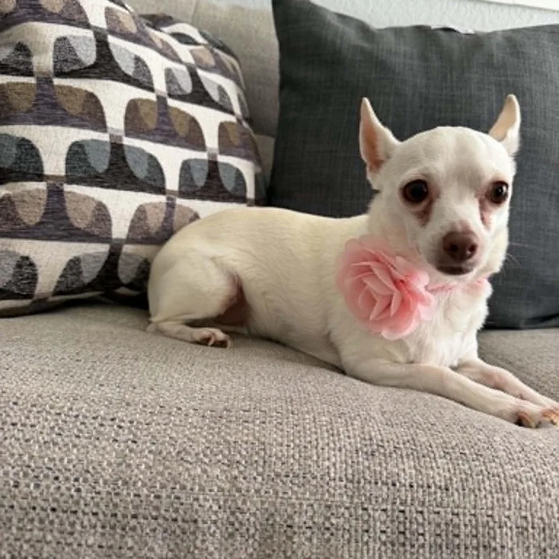 Princess Is Only  thumbnail 2