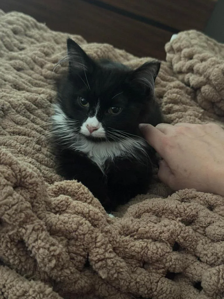 A baby large-sized female Domestic Long Hair cat named Astra for adoption in Augusta, GA
