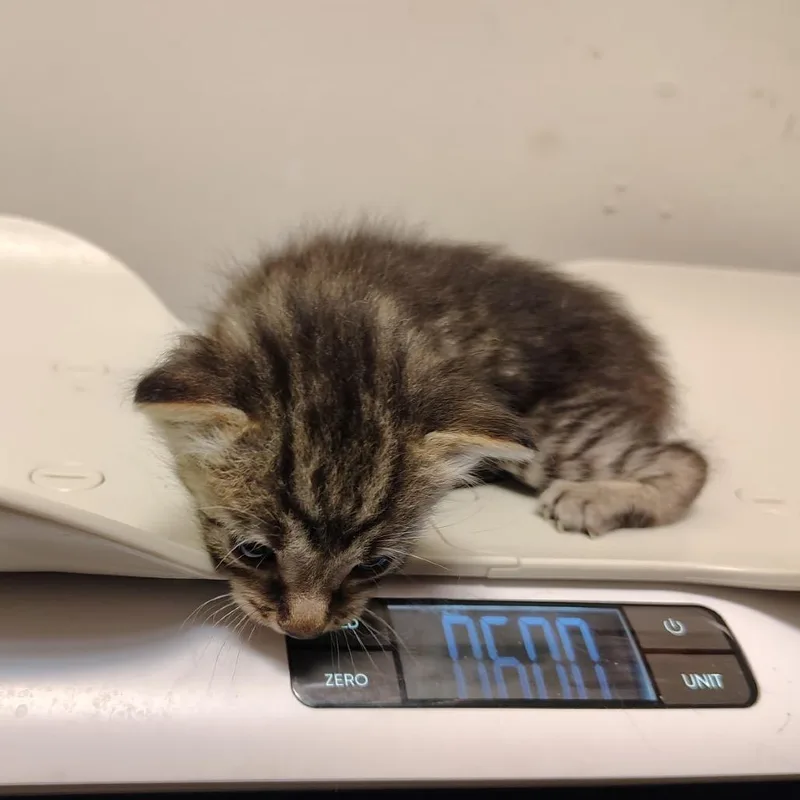 A baby small-sized male Gray / Blue / Silver Domestic Short Hair cat named BKAmpari Blue Collar for adoption in Coos Bay, OR