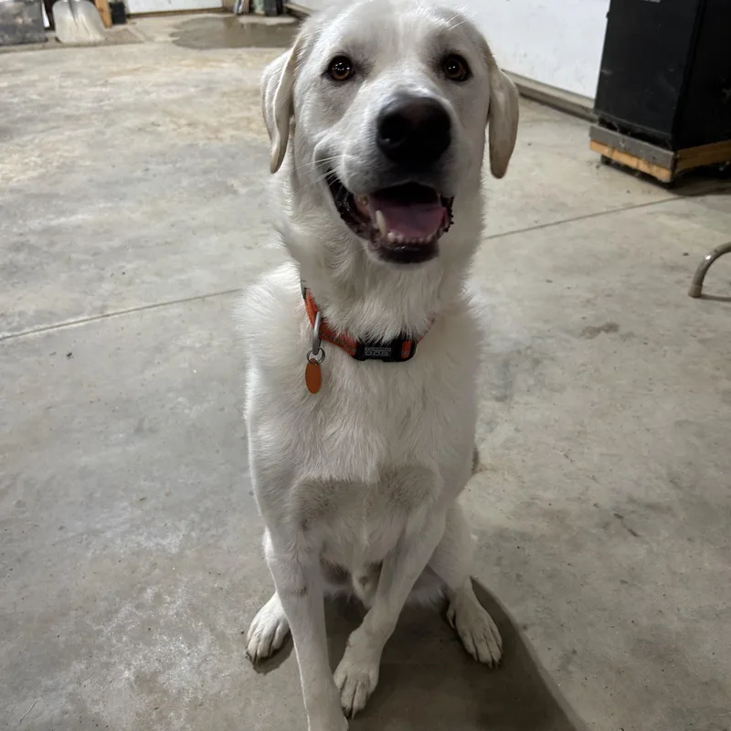 A young large-sized male Labrador Retriever dog named Bode for adoption in Spencer, IA