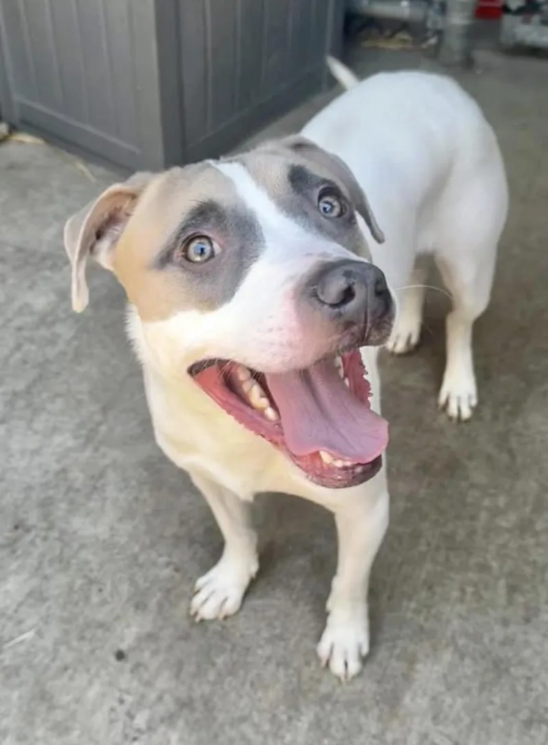 An adult medium-sized male White / Cream Pit Bull Terrier dog named Kenji for adoption in Chicago, IL