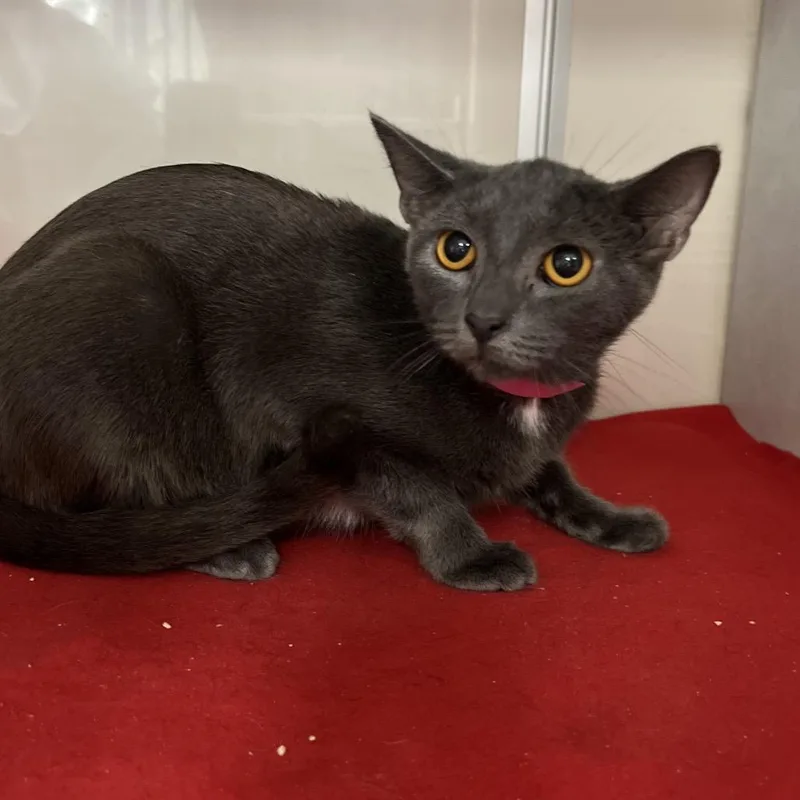 An adult medium-sized female Gray / Blue / Silver Domestic Short Hair cat named Diana for adoption in Fairport, NY