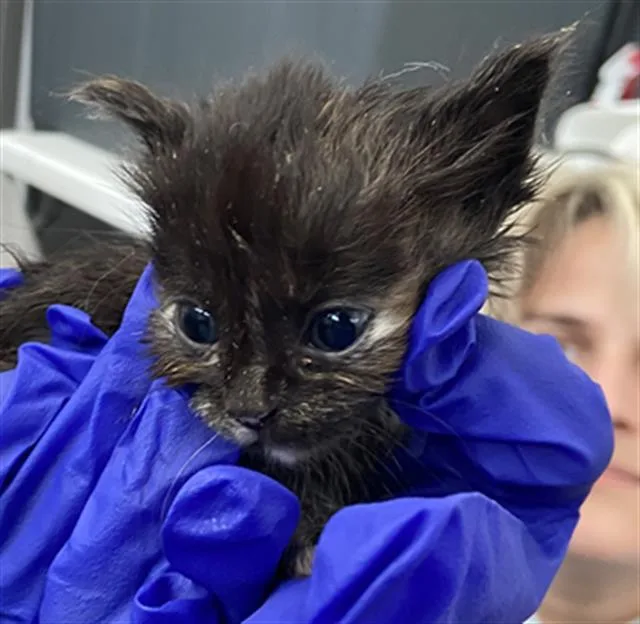 A baby medium-sized female Domestic Short Hair cat named Leia for adoption in Dallas, TX