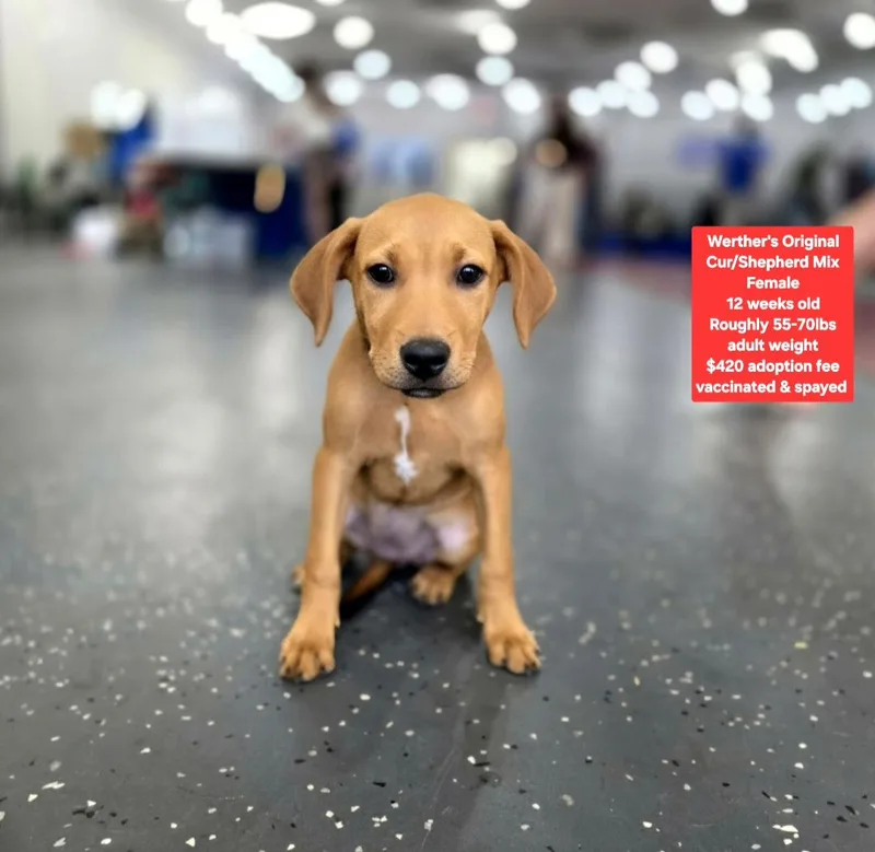 A baby large-sized female Shepherd dog named Werther's Original for adoption in Oviedo, FL