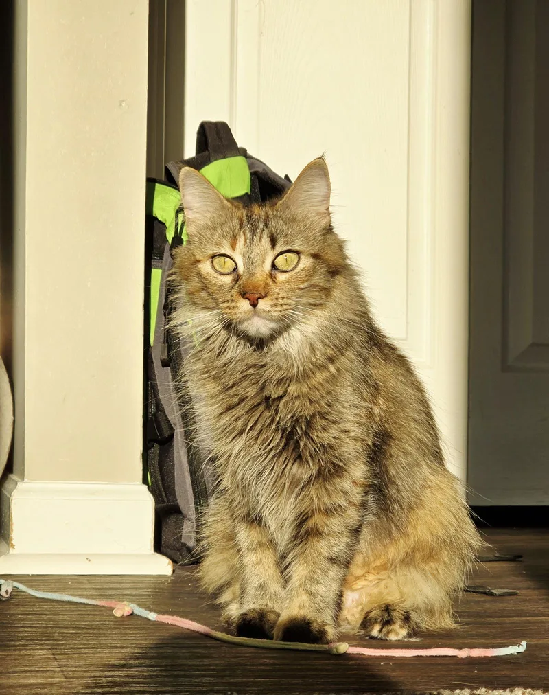 C Litter Savannah  thumbnail 2