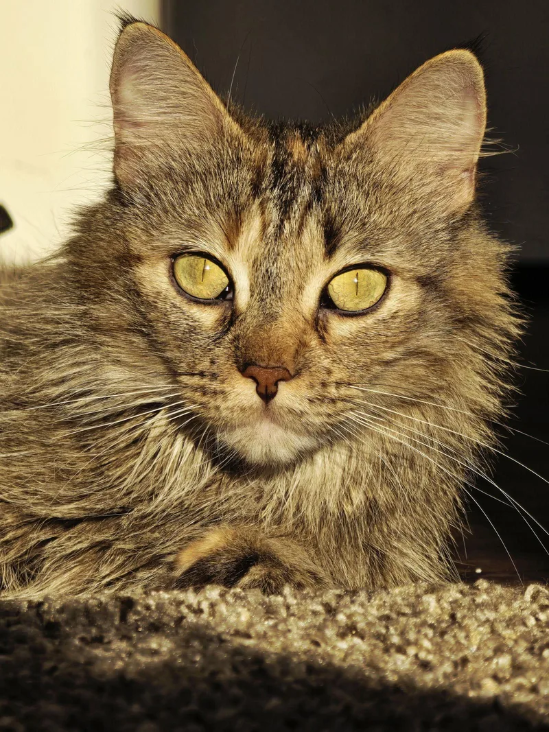 C Litter Savannah  thumbnail 3