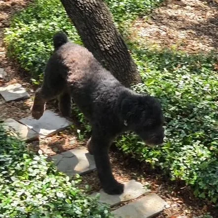 An adult medium-sized female Bouvier des Flandres dog named Cinderella for adoption in Alachua, GA