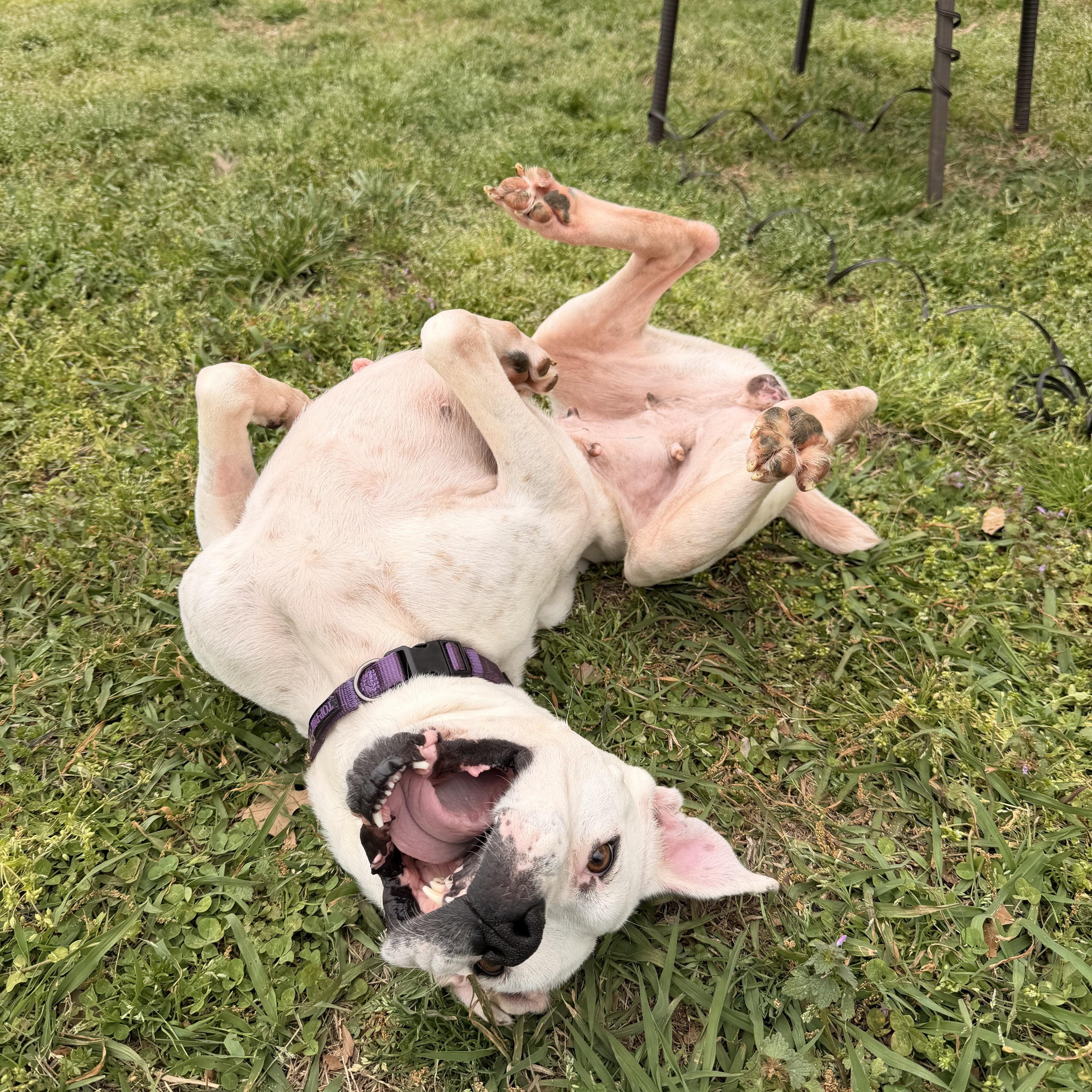 An adult medium-sized female White / Cream Boxer dog named Alice for adoption in Cornelius, NC
