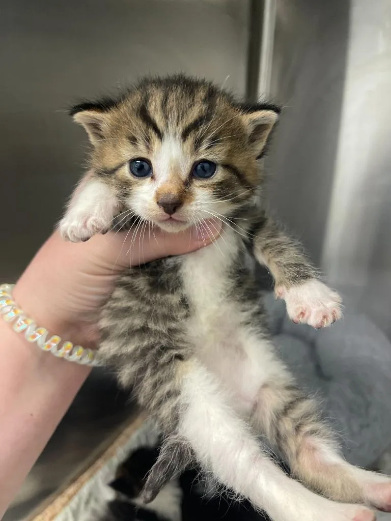 A baby medium-sized male Tabby (Brown / Chocolate) Domestic Short Hair cat named Thwam for adoption in Chestertown, MD