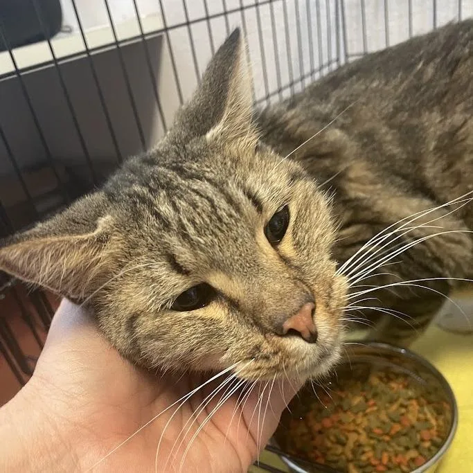 An adult large-sized male Brown / Chocolate Domestic Medium Hair cat named Hagrid for adoption in Port Charlotte, FL