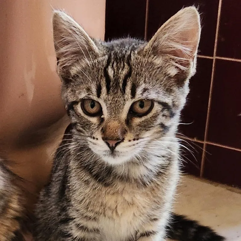 A baby small-sized male Brown / Chocolate Domestic Short Hair cat named Biscuit for adoption in Pleasanton, CA