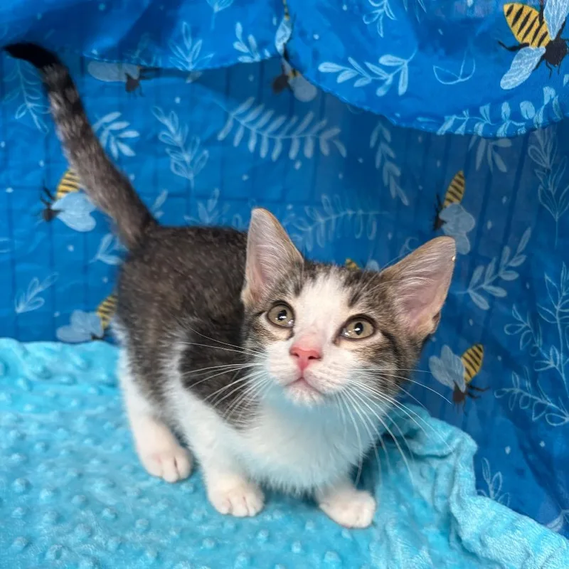 A baby small-sized male Brown / Chocolate American Shorthair cat named Cheech for adoption in Greenfield, IN