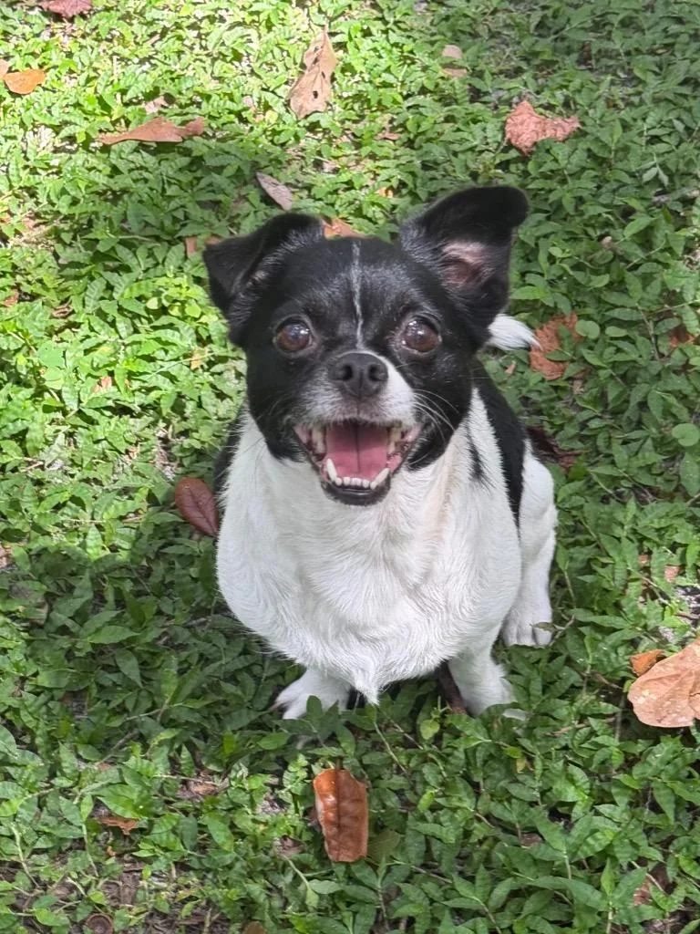 Petunia