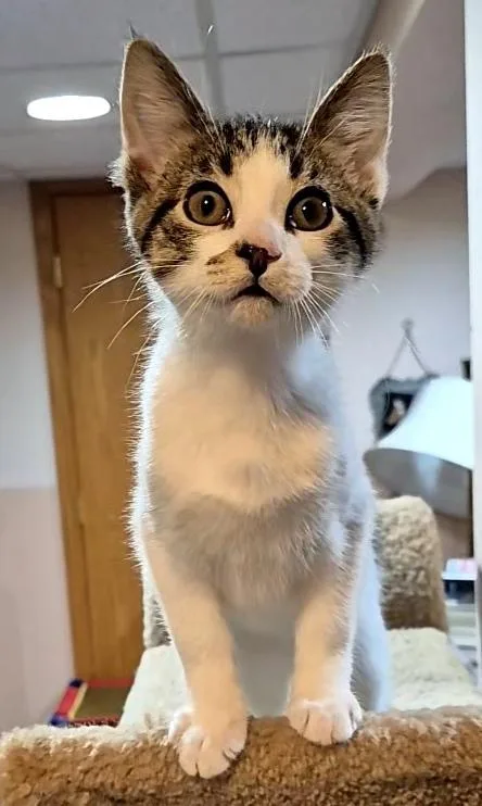 A baby medium-sized male Tabby (Brown / Chocolate) Domestic Short Hair cat named Simon for adoption in Milwaukee, WI
