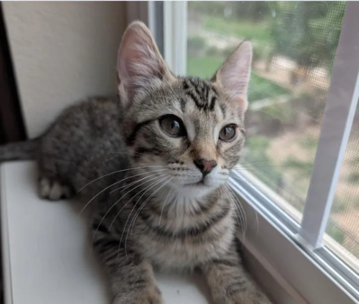 A young medium-sized female White Domestic Short Hair cat named Woodland Elf for adoption in Fort Collins, CO