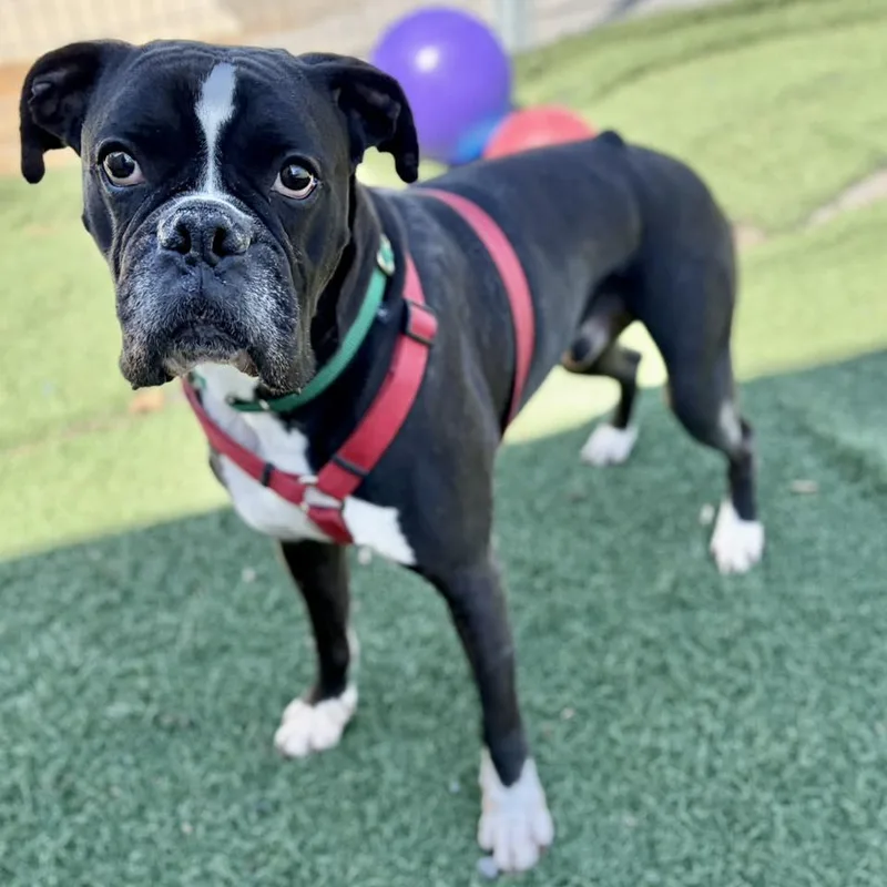 A senior large-sized male Black Boxer dog named Thor for adoption in Whitehall, PA
