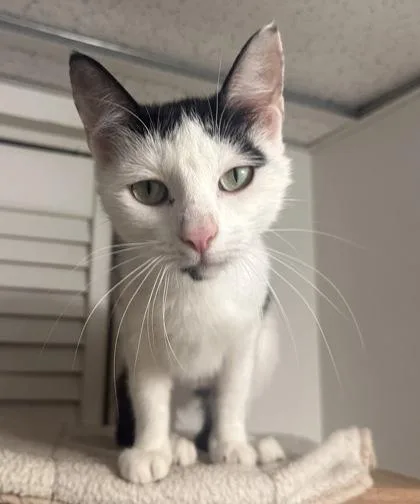 A young small-sized female Domestic Short Hair cat named Coconut for adoption in Wilkesboro, NC