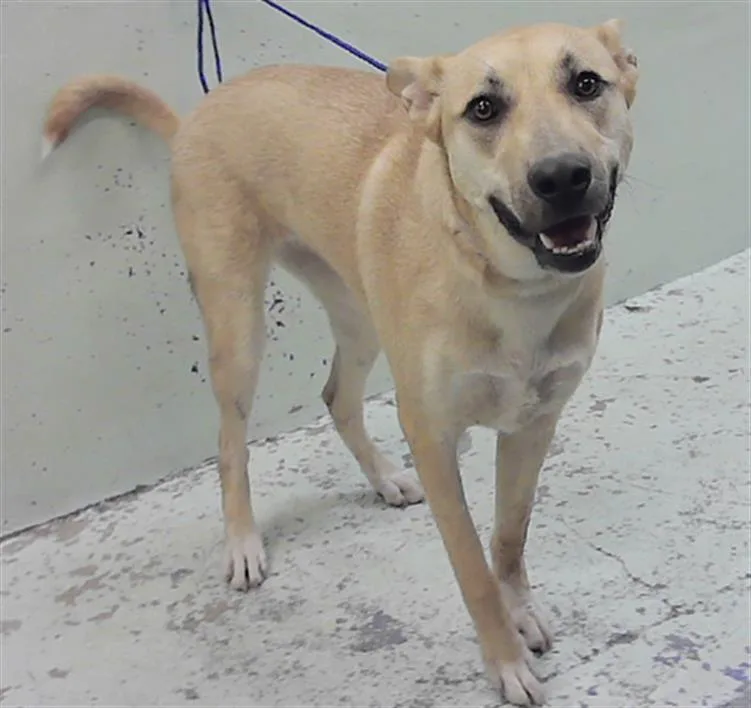 A young small-sized female German Shepherd Dog dog named Nova for adoption in Houston, TX