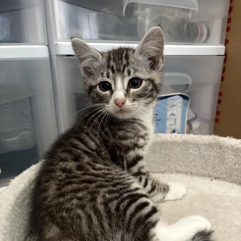 A baby small-sized male Gray / Blue / Silver Domestic Short Hair cat named Tabbywhite boy for adoption in Ferndale, WA