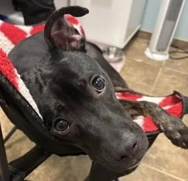 A baby medium-sized male Pit Bull Terrier dog named Champ for adoption in Cumming, GA