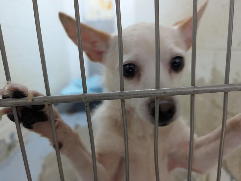 An adult small-sized male White / Cream Chihuahua dog named Looking For Owner for adoption in Ravenna, OH