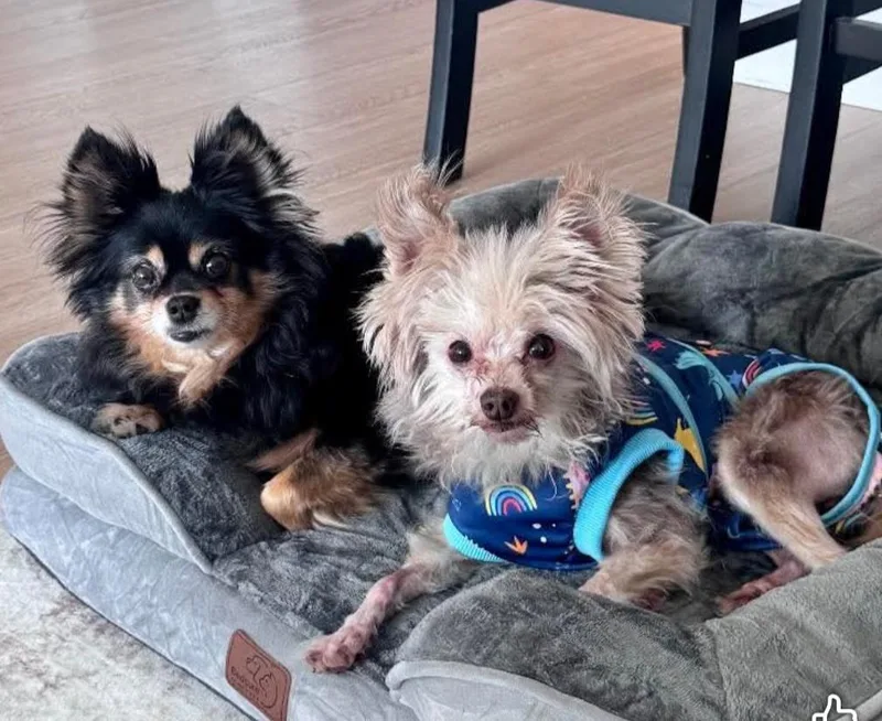 A young small-sized female Yorkshire Terrier dog named Finn and Indy for adoption in Ozone Park, NY