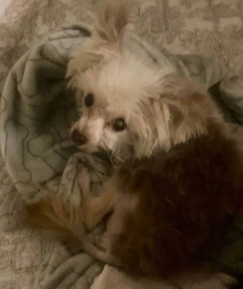 Finn and Indy thumbnail 3
