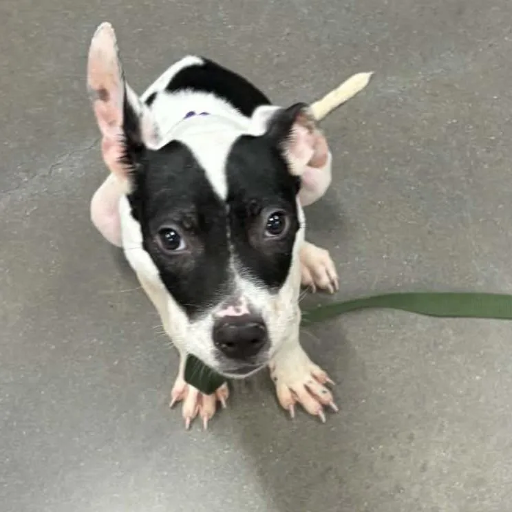A baby small-sized male Terrier dog named Beacon for adoption in Voorhees, NJ