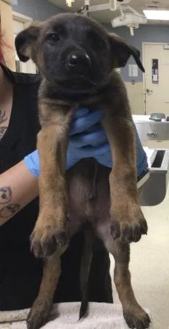 A baby small-sized male German Shepherd Dog dog named Duke for adoption in Riverside, CA