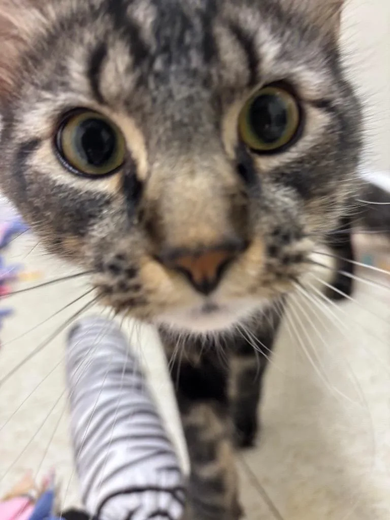 A young medium-sized male Domestic Medium Hair cat named Paladin for adoption in Fall River, MA