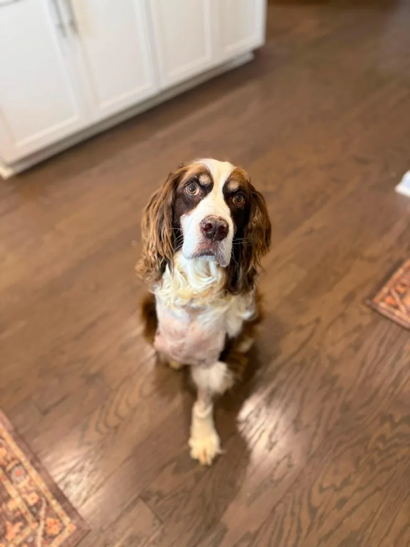 A young medium-sized male English Springer Spaniel dog named Browning for adoption in Greenville, SC