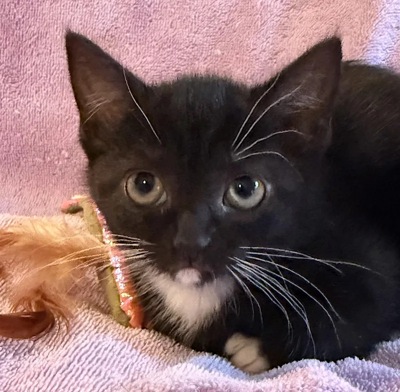 A baby large-sized female Black Domestic Short Hair cat named Mittens for adoption in Bedford, VA