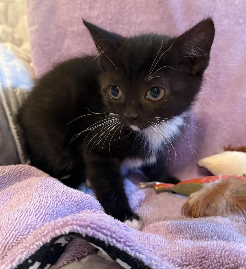 Mittens thumbnail 2
