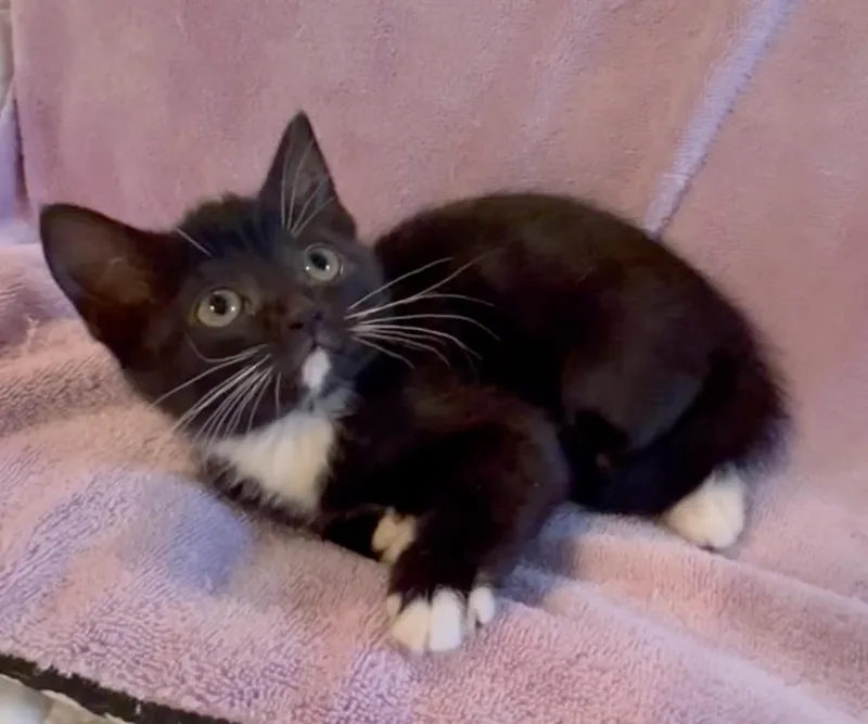 Mittens thumbnail 3
