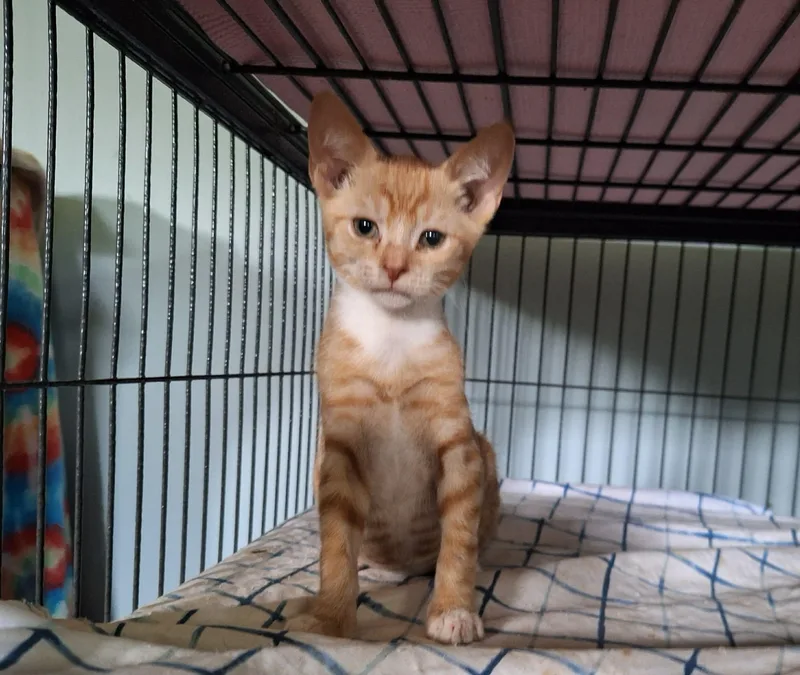 A baby medium-sized male Domestic Short Hair cat named Dinky for adoption in Richmond, VA