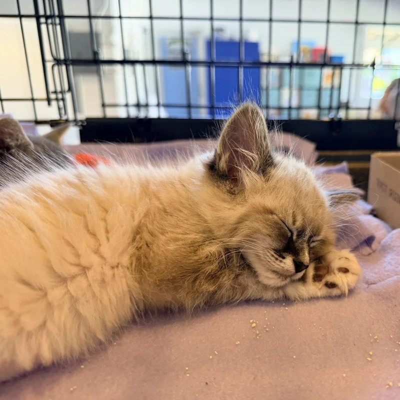 A baby medium-sized male Domestic Medium Hair cat named Cloud for adoption in San Jose, CA