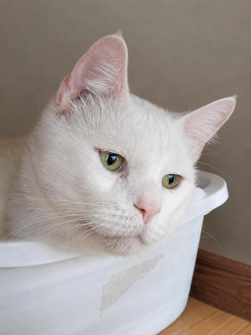An adult extra large-sized male White Domestic Short Hair cat named Snow for adoption in Plano, TX
