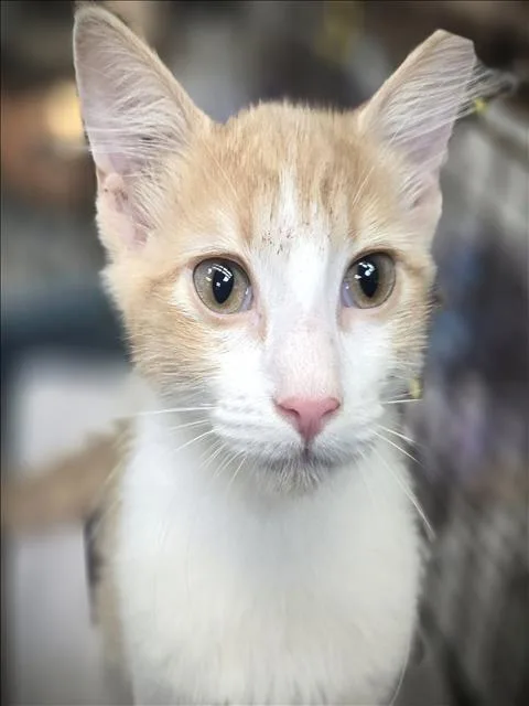 A baby medium-sized female Domestic Short Hair cat named Mushu for adoption in Los Angeles, CA